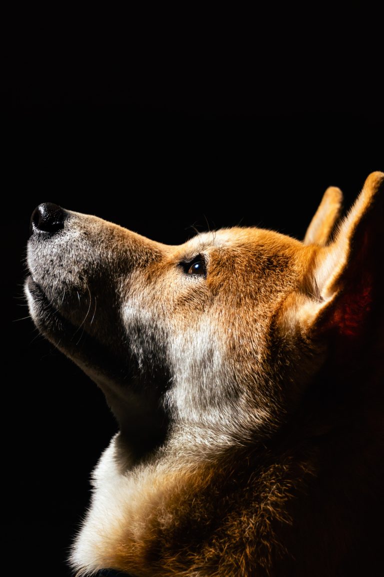 Dog Goes to Closed Store Daily then Leaves, One Evening Poor Boy Notices and Follows It — Story of the Day