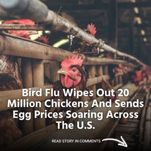 Twenty Million Chickens Are Killed By Bird Flu in the US, Which Also Drives Up Egg Prices Nationwide