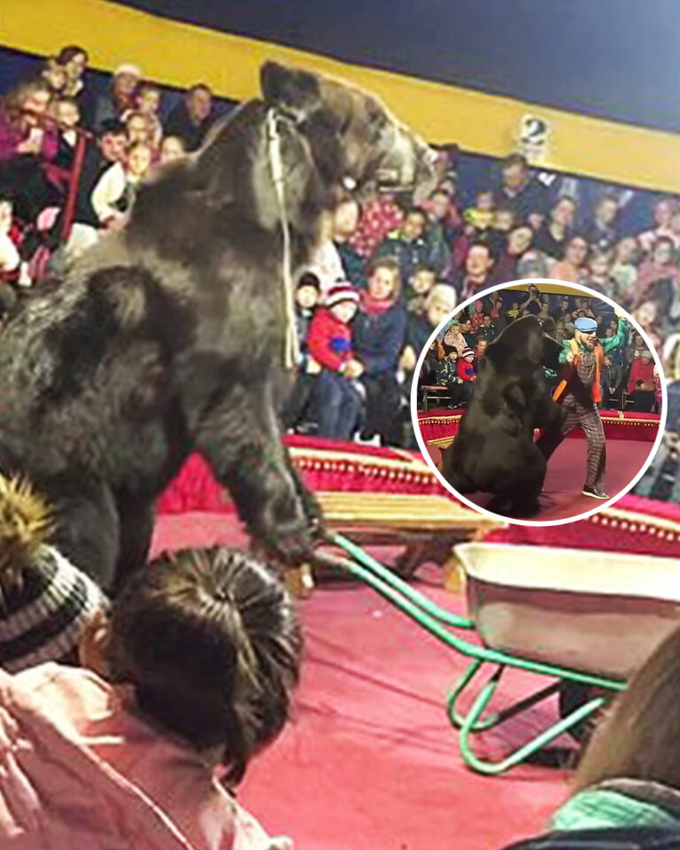 Horrifying moment massive 600lb circus bear attacks its owner