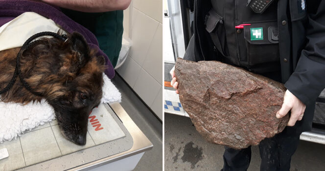 Dog was found tied to a rock and left to drown by her owner