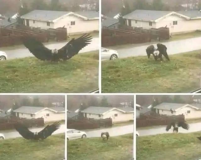 Giant Eagle captured in Bro…