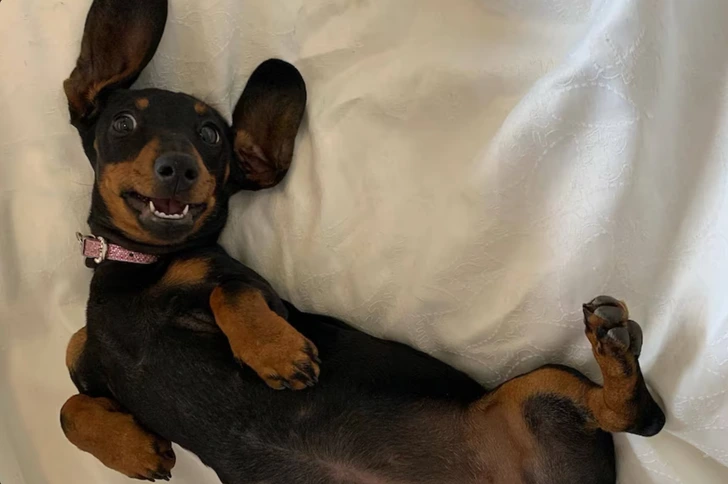 She Was Missing for 529 Days—Her Owners Could Barely Recognize Her